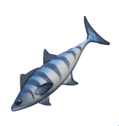 Animal Crossing Kingfish