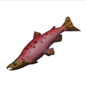 Animal Crossing Salmon