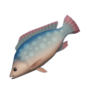 Animal Crossing Tilapia