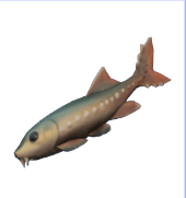 Animal Crossing White Sturgeon