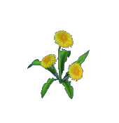 Animal Crossing Dandelion