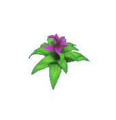 Animal Crossing Pink Bromeliad