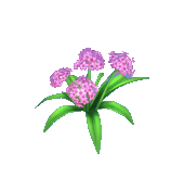 Animal Crossing Pink Hydrangea