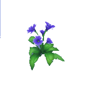 Animal Crossing Purple Impatiens