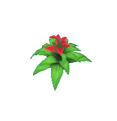 Animal Crossing Red Bromeliad