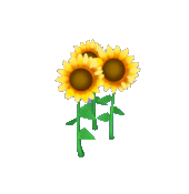 Animal Crossing Sunflower