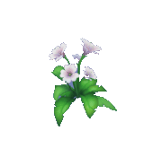 Animal Crossing White Impatiens