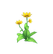 Animal Crossing Yellow Daisy