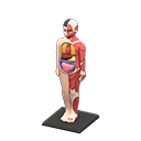 Animal Crossing anatomical model