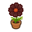 Animal Crossing black-cosmos plant